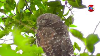 Owls (उल्लू) When Sleeping in Day Or Night - THE NATURE