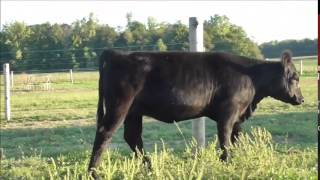 Banter Show Calves 2014 Lot 4