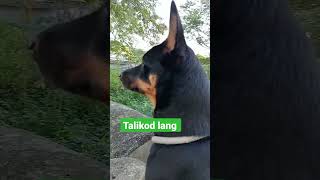 Talikod lang muna #dog #doglover #viral #shortvideo