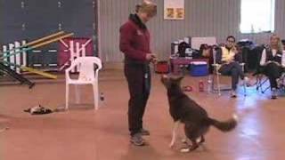 Building Drive by 'being' a Bad Dog Trainer (Susan Garrett)