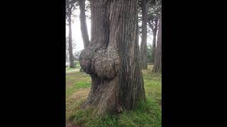 The World’s Greatest Gallery of Trees That Look Like Butts