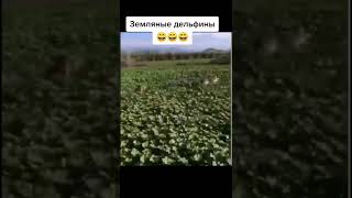 Собаки лягушки 😂😂😂 #shorts