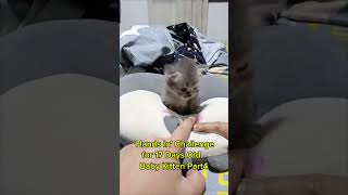 'Hands In' Challenge Part4 #kitten #cat #catlover #shorts