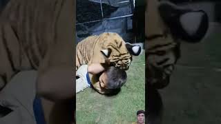 Naughty Kids Playing With Bengal #tiger #animals