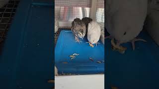 coturnix getting a quick snack of dried meal worms.