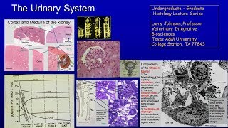 23. Urinary Lecture