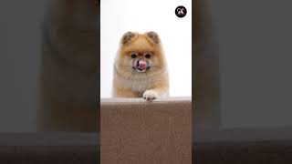 Lovely Pomeranian Dogs #shorts