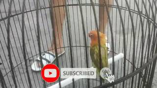 BURUNG LOVEBIRD LAGI MANDI