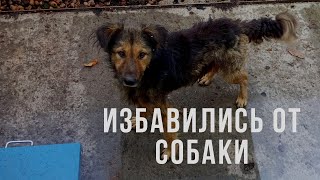 Собака нашëл свой дом. Второй шанс. Новая жизнь. Зачем выбросили собаку