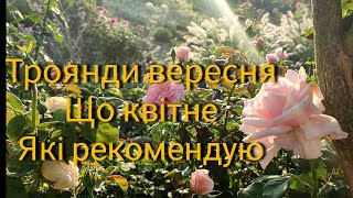 Сад у вересні. Що квітує, які зі сортів троянд рекомендую