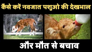 कैसे करें नवजात पशुओ की देखभाल,और मौत से बचाव || How to take care of newborn animals,and avoid death