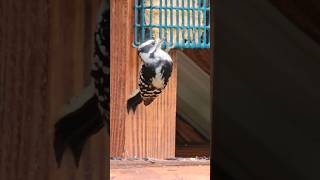 Woodpecker enjoying suet #birds #woodpecker