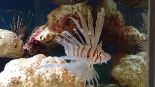 Saltwater Aquarium - Triggers, Clowns, Angels, Puffers, Lionfish, Dwarf Lionfish, Tang and Anemone