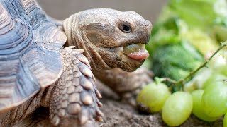 🌿🐢 Unlock the Secrets of Tortoise Diets: What These Ancient Creatures Really Crave! 🥗🔍