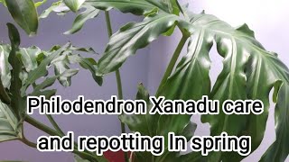 Philodendron Xanadu spring care and repotting