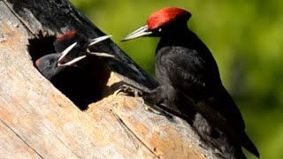 Devoted Woodpecker Arrives at Nest to Feed Chicks Who Were Eagerly Waiting and Chirping