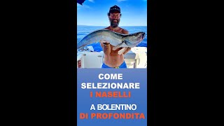 PESCA AL NASELLO 🧜‍♂️ I SEGRETI DEL SUCCESSO 🎉 TUTTI I TRUCCHI CHE NON PUOI NON SAPERE ✏️