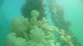 Diving Under The Pier #3