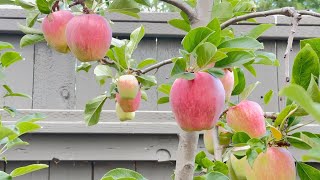 THE BEST APPLE TREE FOR WARM CLIMATES.