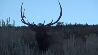 Sagebrush Bulls II 2016, Western Colorado, Public land