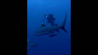 shark whit diver