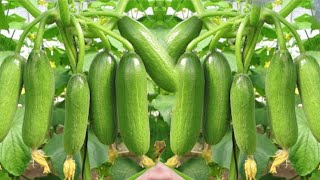 growing cucumbers from cucumbers fruit using all these simple techniques