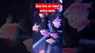 Ikan Hias Air Tawar Warna Warni