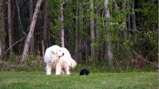 My Great Pyrenees, My Cat and her Yummy Mouse (peaceful scenes)