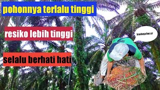 pemanen ini sampai kesulitan semangkin tingginya pohon sawit