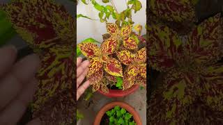 अगर आपका coleus हर बार खराब हो जाता है तो जरूर देखेंगे यह  वीडियो #coleus #shots