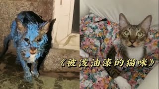 流浪猫浑身被泼上油漆后痛不欲生，还好遇到了好心人得到救治！ 【一笑汪吖】