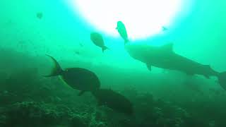 Fuvahmulah Tiger Shark Dive Master Intervention