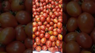 cherry tomatoes #shorts #viralvideo