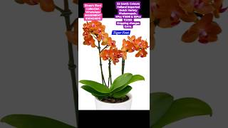 25 Exotic Colours Holland Imported Dutch Variety Phalaenopsis..5Pcs ₹1699 & 10Pcs ₹3099+Cc #orchid