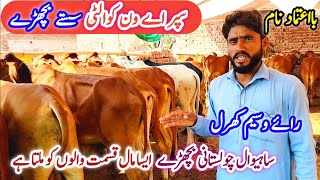 Rai Waseem Hussain Cattle Farm Okara | Sahiwal Cholistani Bachre | Slaughtering Farm & Qurbani Bulls