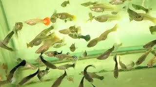 AQUARIUM HOBBY #guppy #youtube #aquariumhobby #aquarium #pets #aquascaping #fishkeeping #fish #hobby