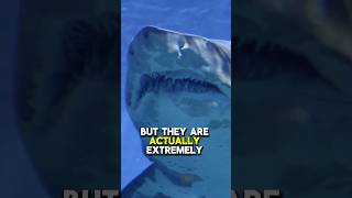 The TRUTH About These Sharks #sharks #sharkfacts #ocean