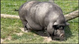 Vietnamese Pot-bellied black pig