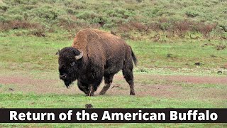 Return of the American Buffalo: How Bison Made a Comeback From Near-Extinction