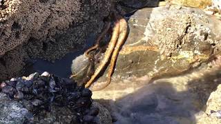 Live HUGE Octopus On Land! Testing the Waters? Lol