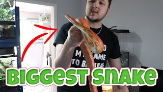 REHOMING OUR FRIENDS ADULT CORN SNAKE!