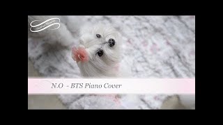 Maltese at Play - Sunday Funday!   말티즈   CUTE Maltese CUTE PUPPIES