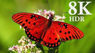 8k Video Ultra HD | Beauty of Nature 8K (60fps)