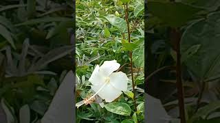 White Hibiscus...