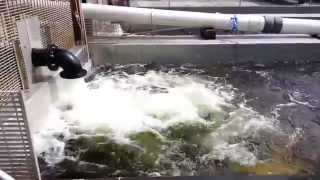 SeafoodSource Video: Alaska salmon jumping at hatchery