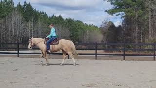 Palomino Gelding