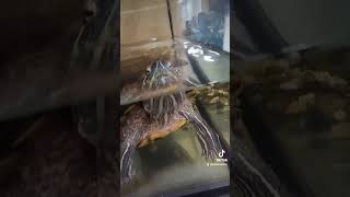 Черепаха 🐢