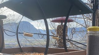 Live Bird Feeder Cam British Columbia