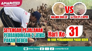 Part #31 | 60 Hari Perbandingan Malindo 9905 SP Vs CJ Feed IP-3 Super