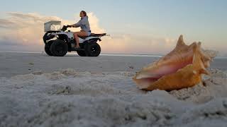 Southwest Florida beach sounds #naples #shells #sunset #seagull #nature #floridanature #peace